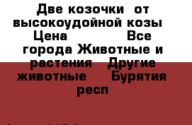 Две козочки  от высокоудойной козы › Цена ­ 20 000 - Все города Животные и растения » Другие животные   . Бурятия респ.